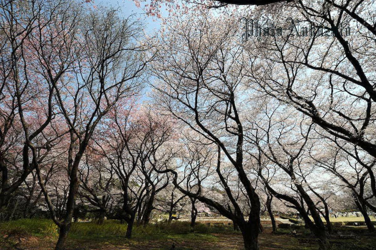 桜　2008